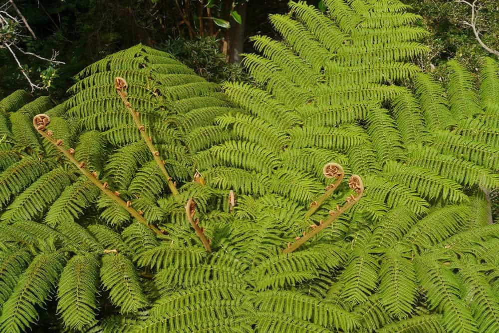 Soft Tree Fern (Dicksonia antarctica)