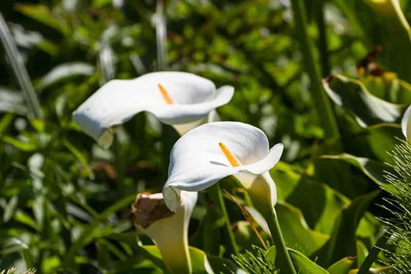 Calla Lilly (Zantedeschia Aethiopica)