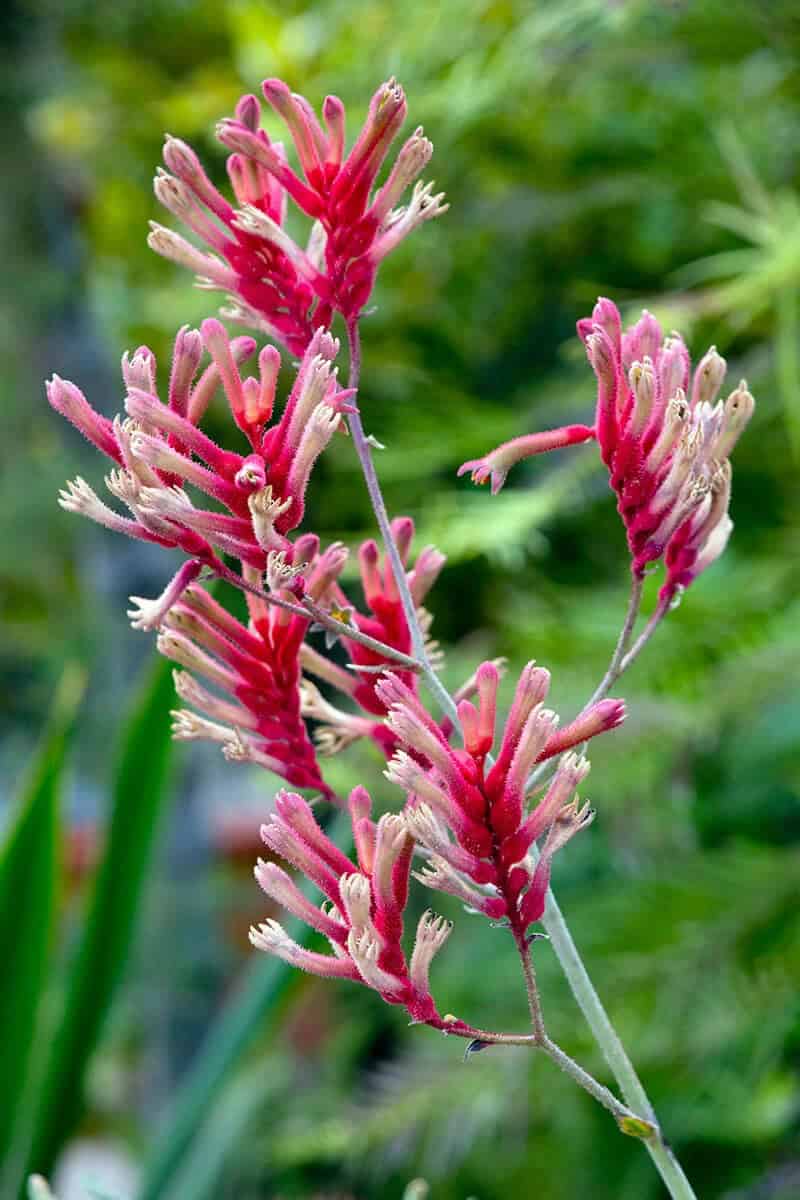 Tall Kangaroo Paw (Anigozanthos Flavidus