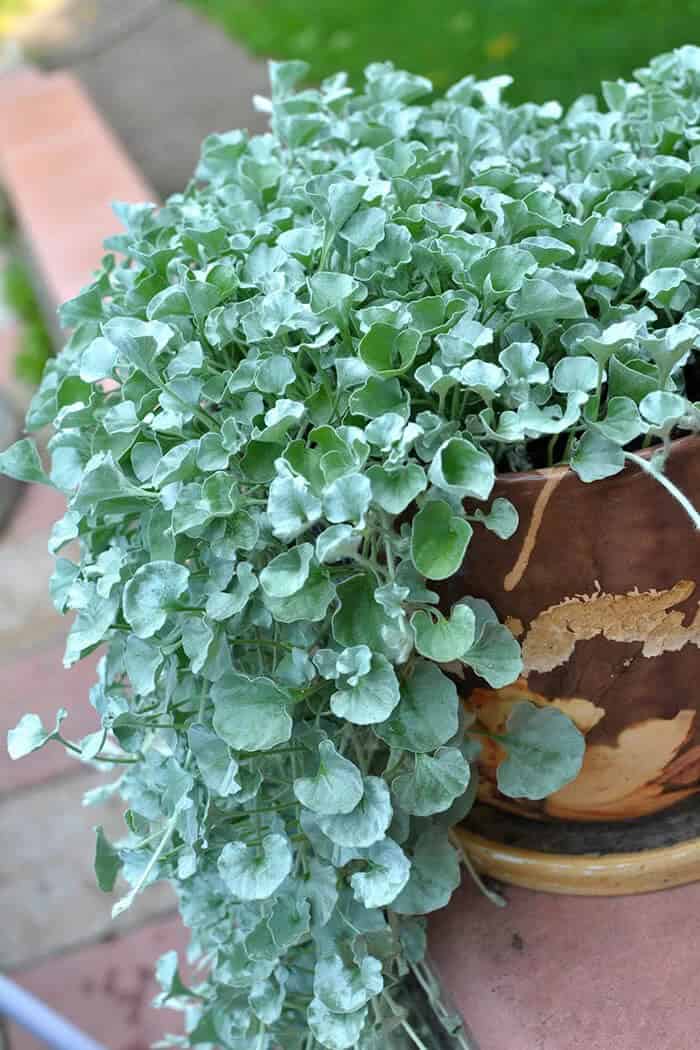 Dichondra (Dichondra argentea)