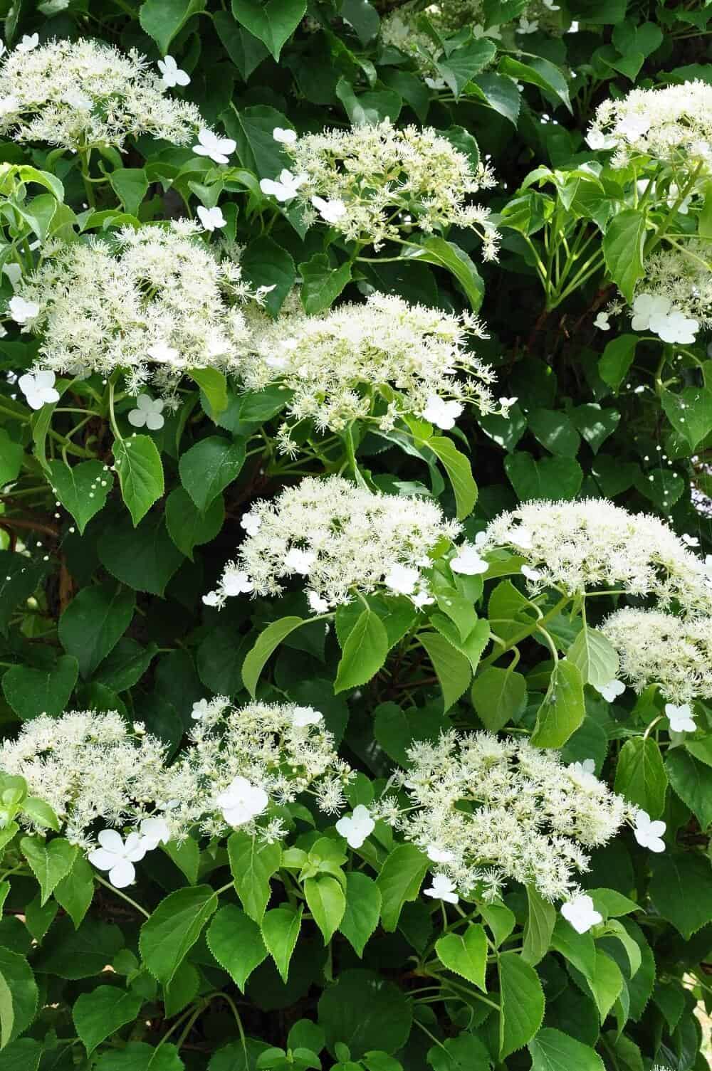 Climbing Hydrangea (Hydrangea anomala subsp. petiolaris)