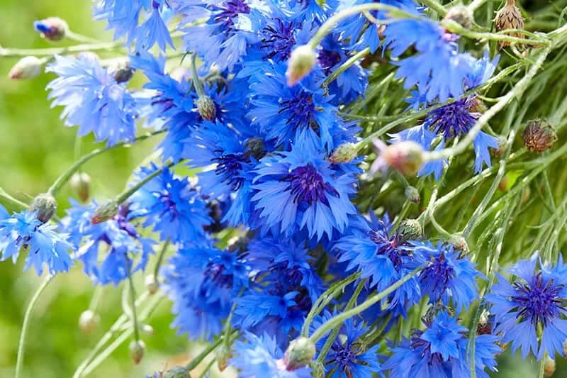 Cornflower (Centaurea Cyanus)