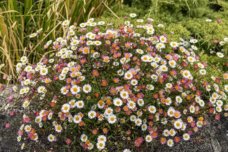 Mexican Fleabane (Erigeron Karvinskianus)