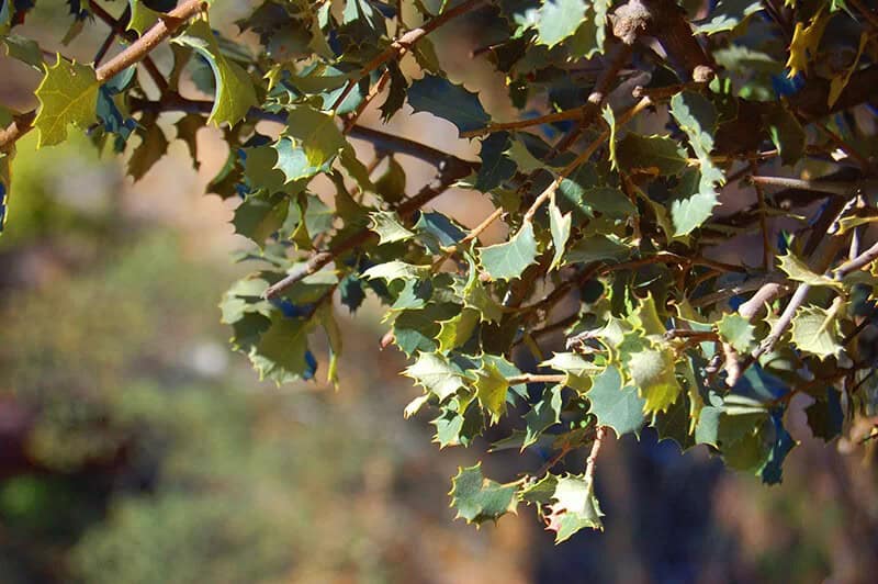 Evergreen Oak Tree (Quercus Ilex)