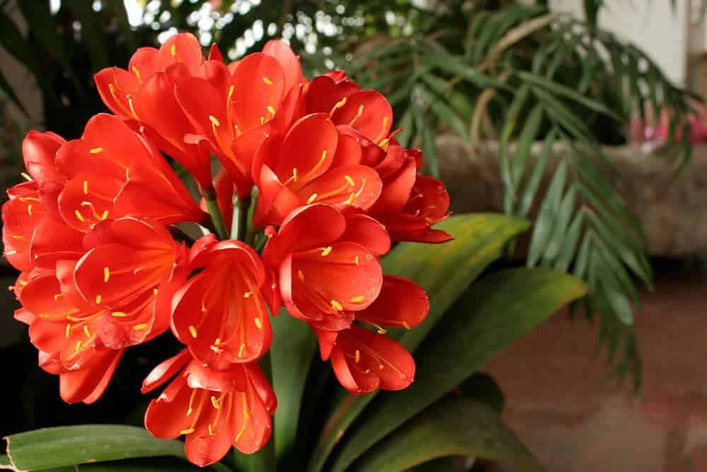 Clivia (Clivia Miniata)