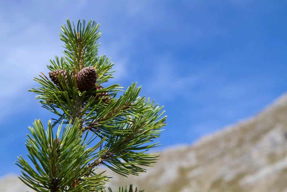 Mugo Pine (Pinus mugo)