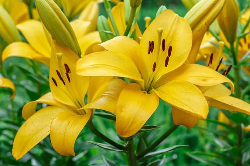 Yellow Lily (Lilium Canadense)