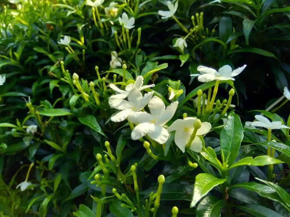 Cape Jasmin (Gardenia jasminoides)