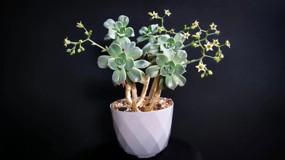 Ghost Plant (Graptopetalum paraguayense)