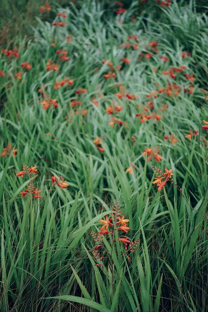 Crocosmia Emberglow (Crocosmia Crocosmiiflora)