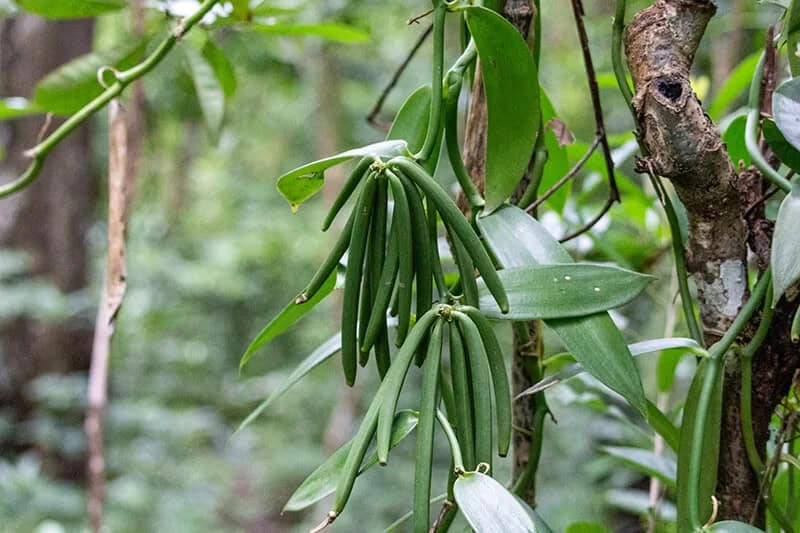 Vanilla (Vanilla Planifolia)