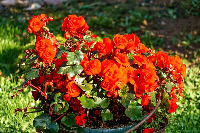 Double Scarlet Begonia (Begonia Double Scarlet)