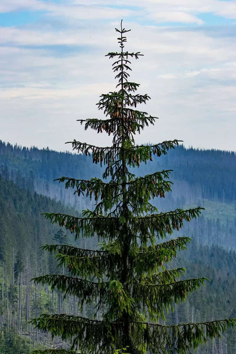 The Mountain Hemlock (Tsuga Mertensiana)