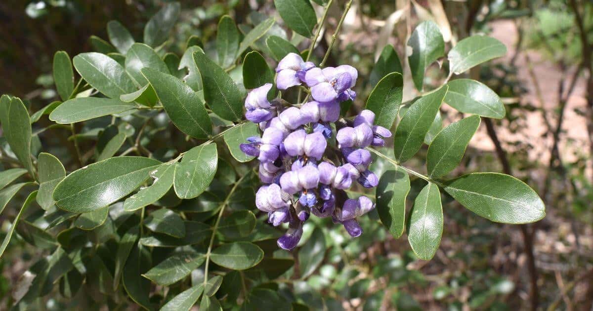 Texas Mountain Laurel (Dermatophyllum Secundiflorum)