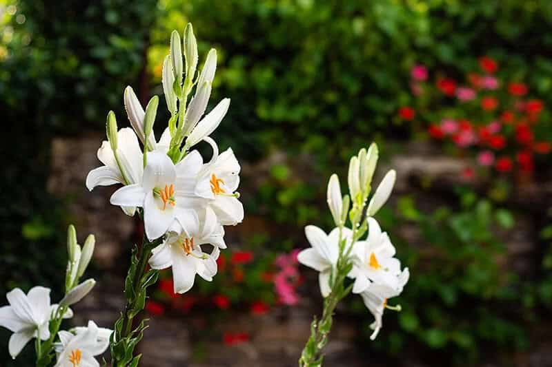 Lilium Longiflorum ‘White American’