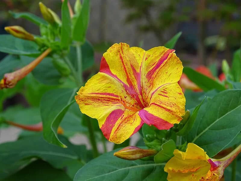 Pretty-By-Night (Mirabilis Jalapa)