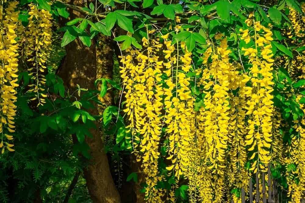 Yellow Chain Tree (Laburnum)