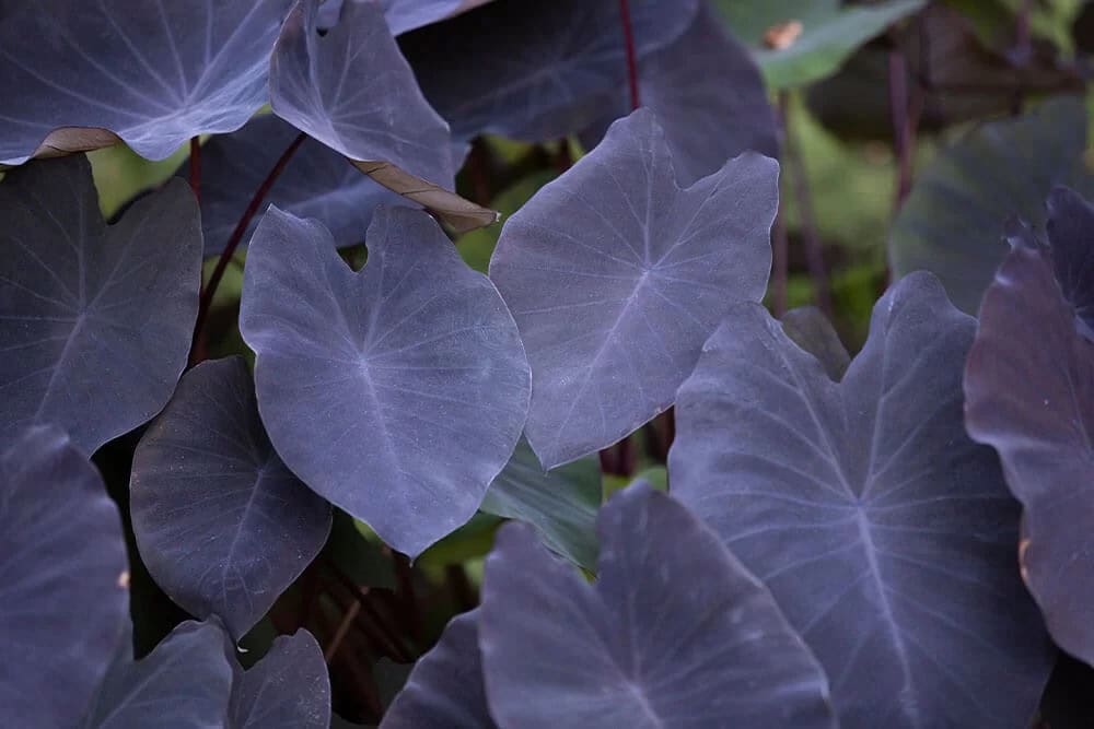 Purple Elephant Ear (Colocasia esculenta ‘Black Magic’)