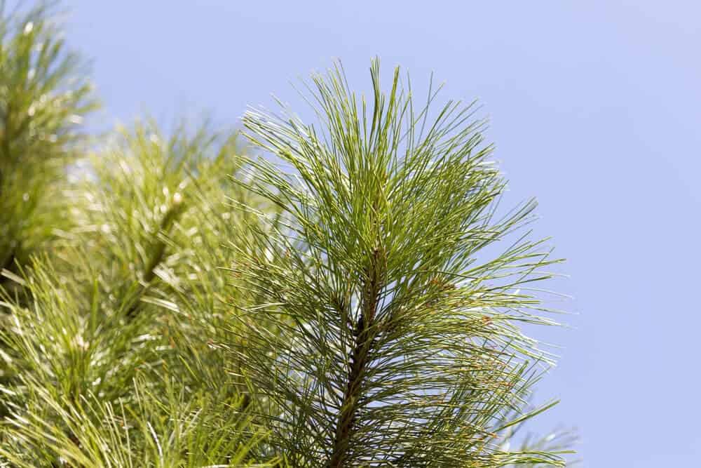 Pitch Pine (Pinus rigida)