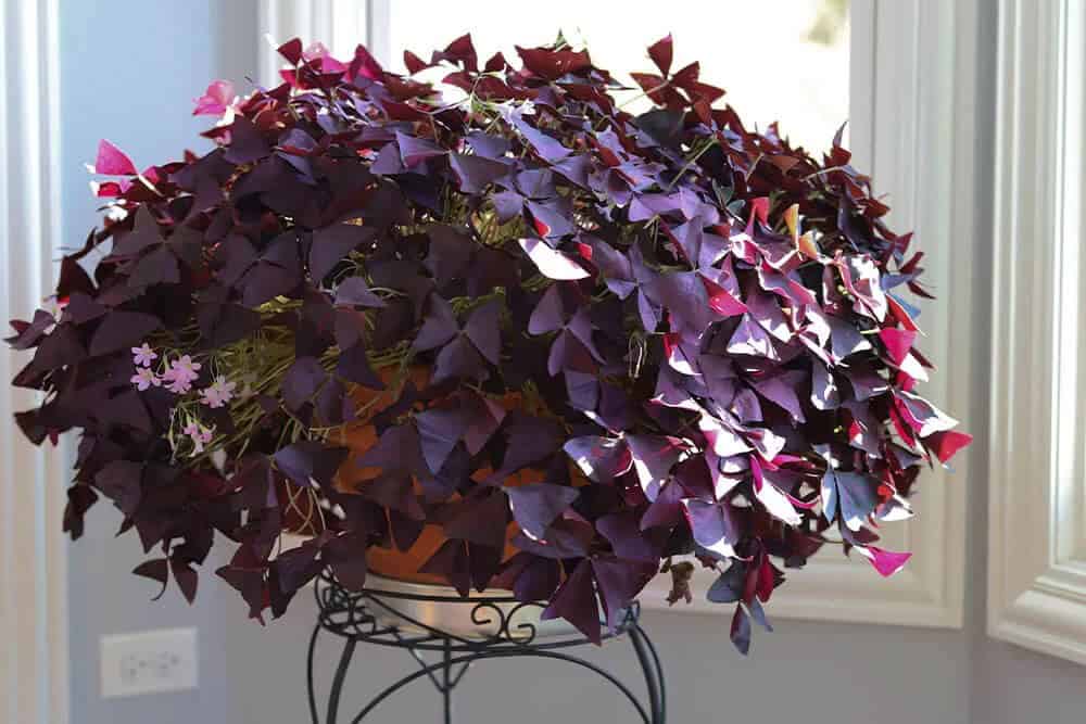 False Shamrock (Oxalis triangularis)