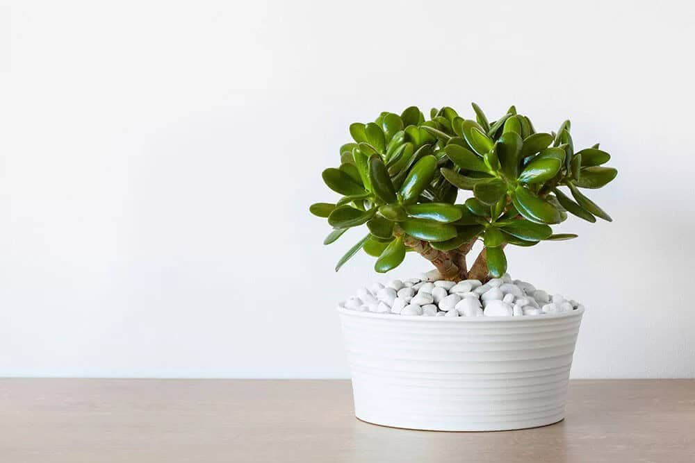 Jade Plant (Crassula ovata)