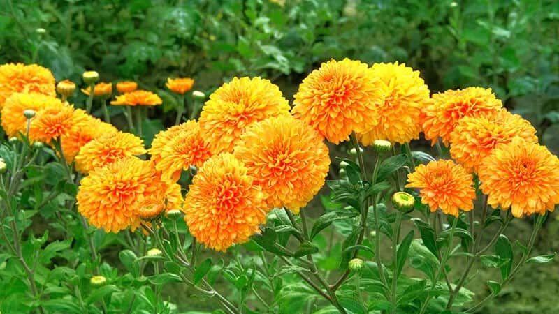 Chrysanthemum (Chrysanthemum)