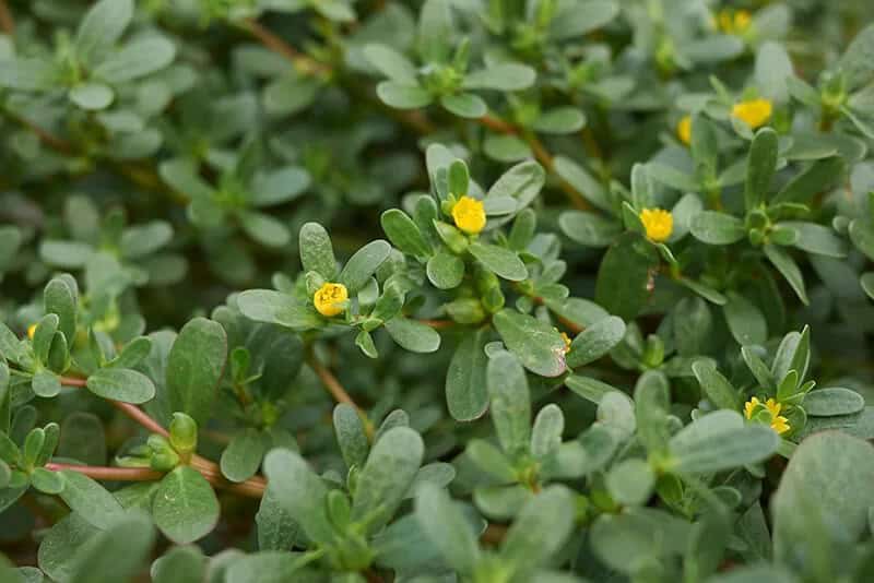 Moss Rose (Portulaca Oleracea)