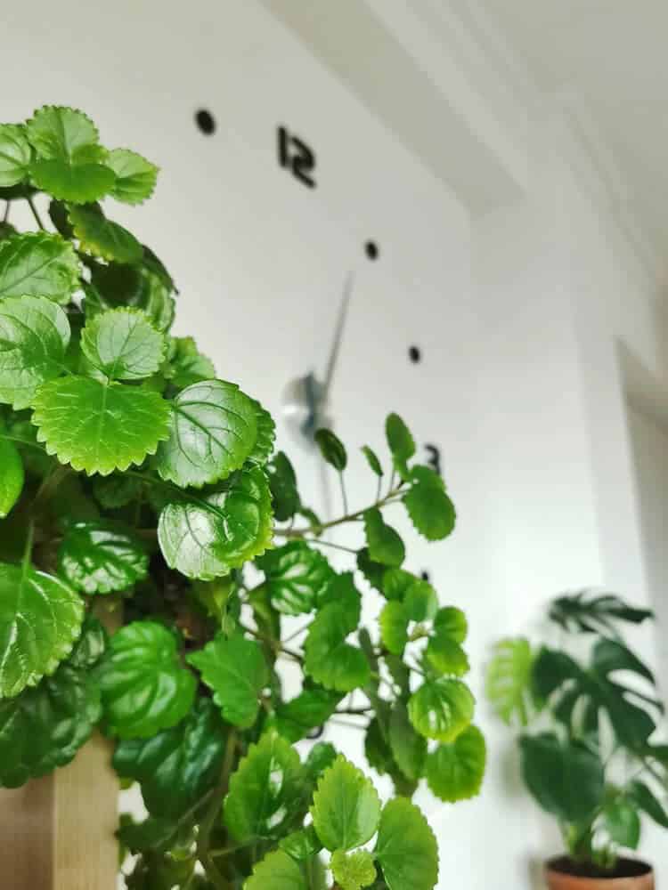 Swedish Ivy (Plectranthus australis)