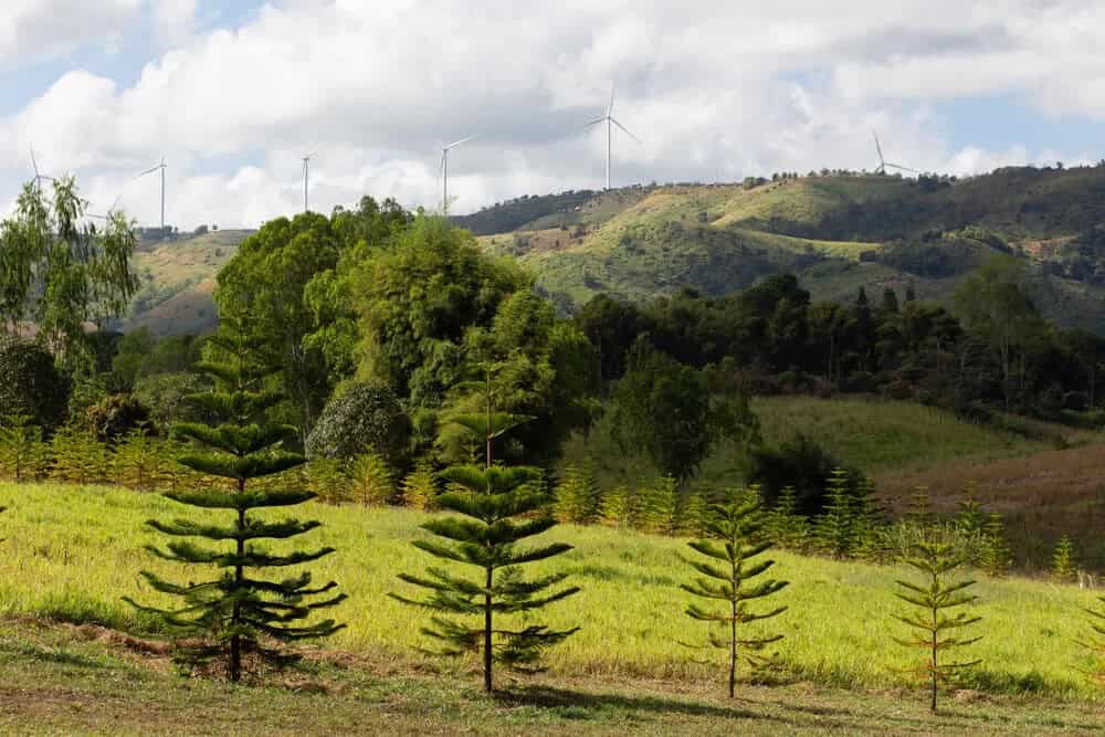 Norfolk Island Pine (Araucaria heterophylla)