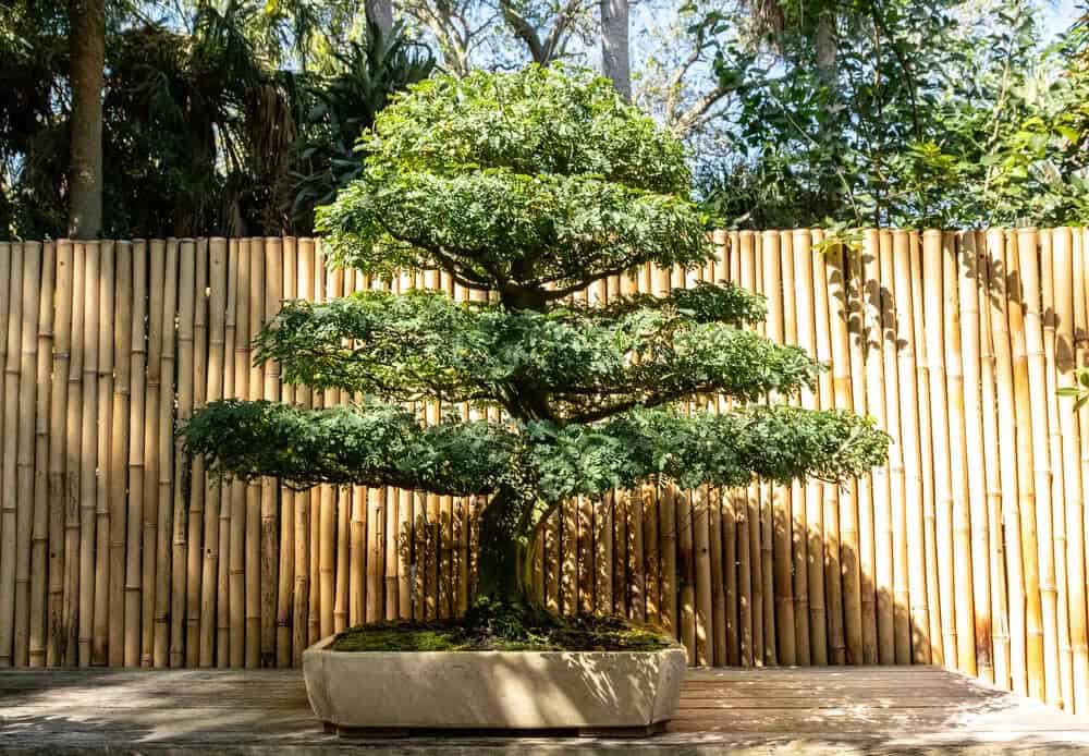 Brazilian Rain Tree Bonsai (Pithecellobium tortum)