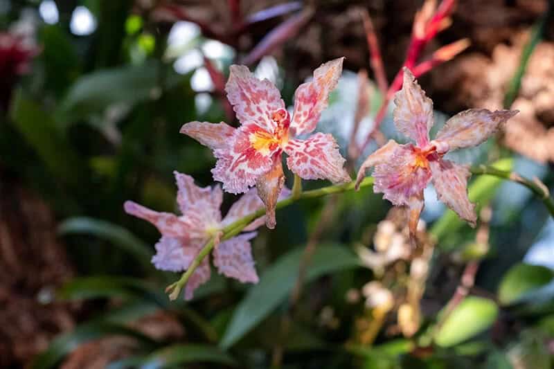 Toad Lily (Tricyrtis Hirta ‘Miyazaki’)