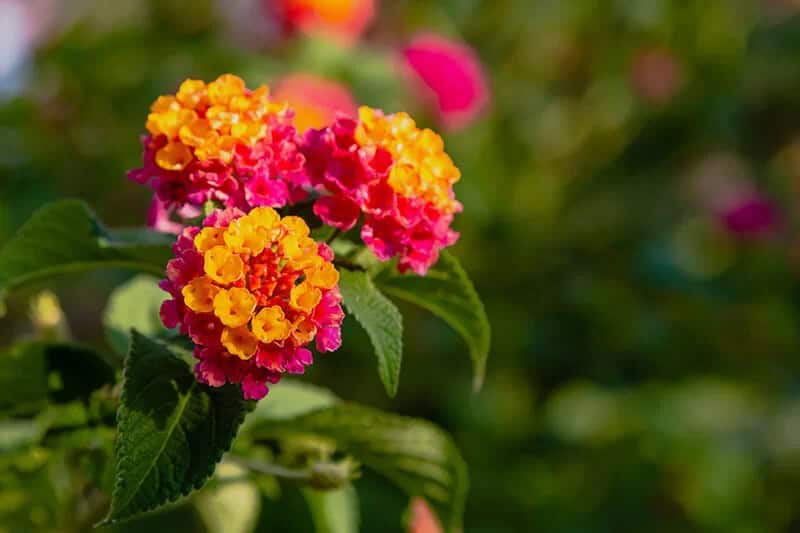 Lantana (Lantana Camara)