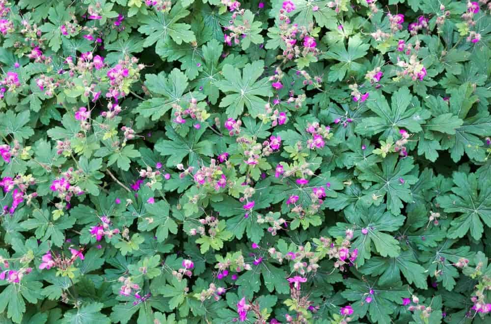 Bigroot Geranium (Geranium macrorrhizum)