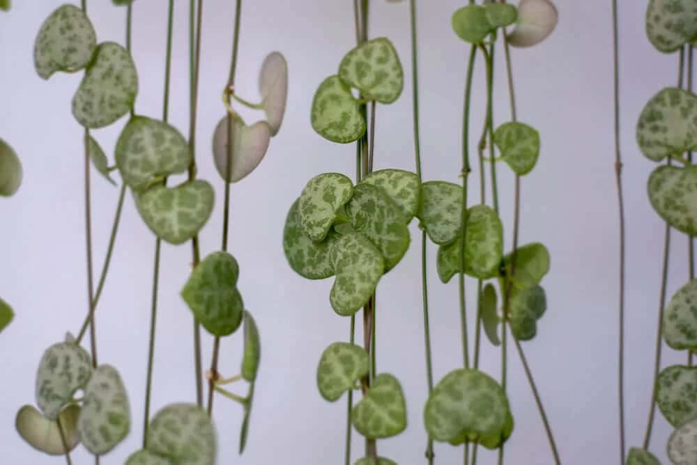 String of Hearts (Ceropegia woodii)