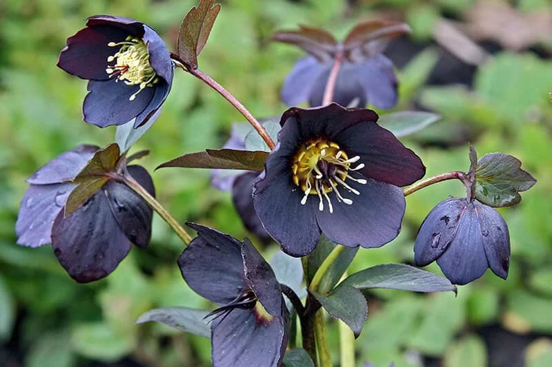 New York Night Hellebore (Helleborus)