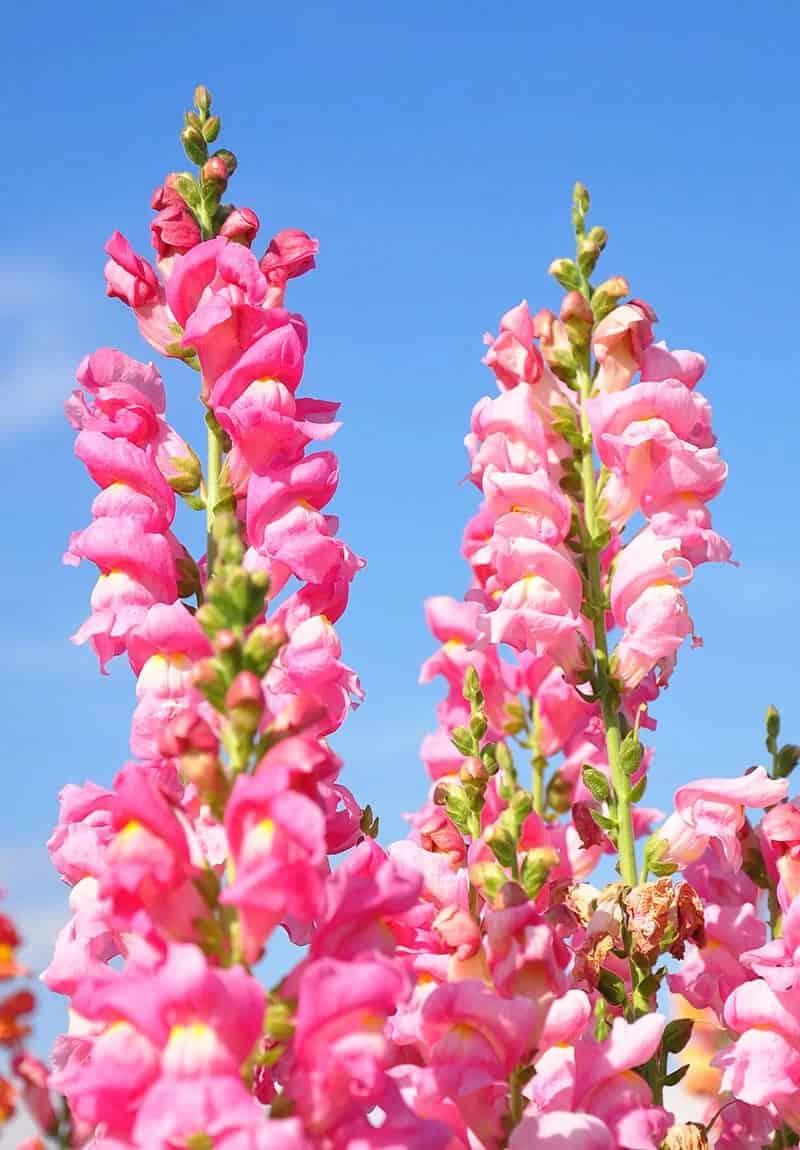 Snapdragon (Antirrhinum majus)