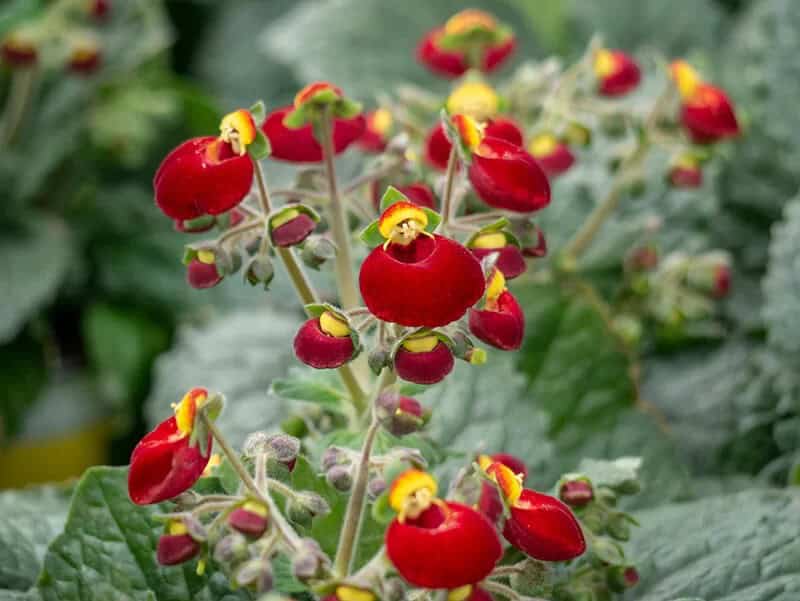 Slipper Flower (Calceolaria Herbeohybrida Group)