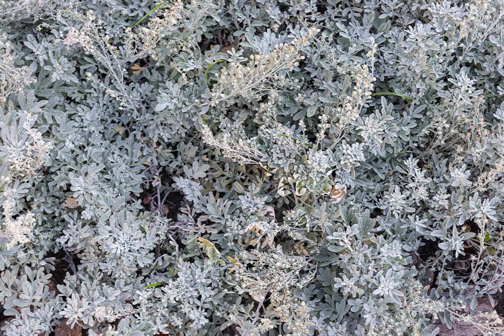 Dusty Miller, Silver Mound (Artemisia stelleriana)