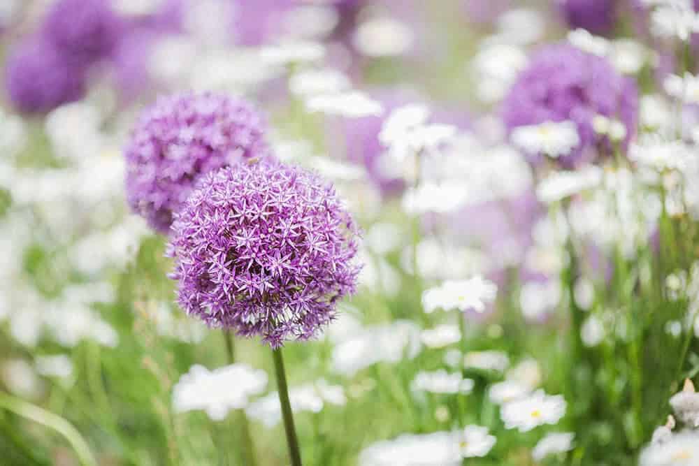 Ornamental Onion (Allium oreophilum)