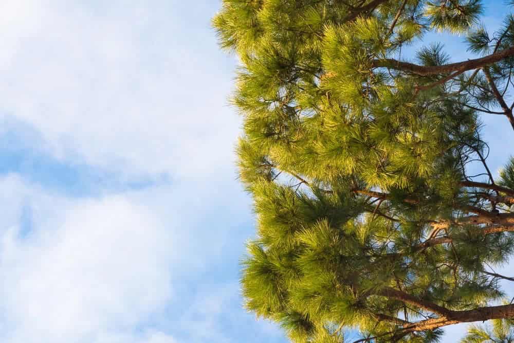 Loblolly Pine (Pinus taeda)