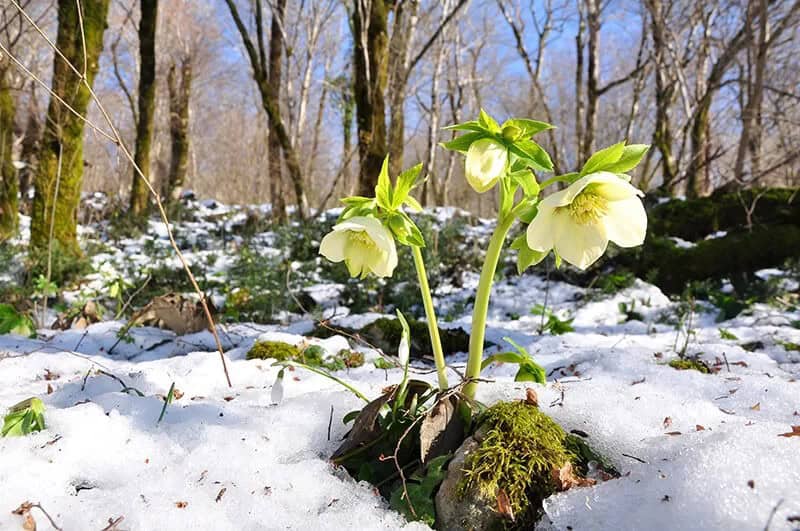 Christmas Rose (Helleborus Niger ‘Altifolius’)