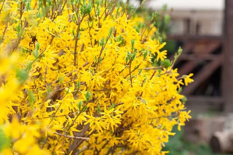 Forsythia (Forsythia ‘Courtasol’ Gold Tide)