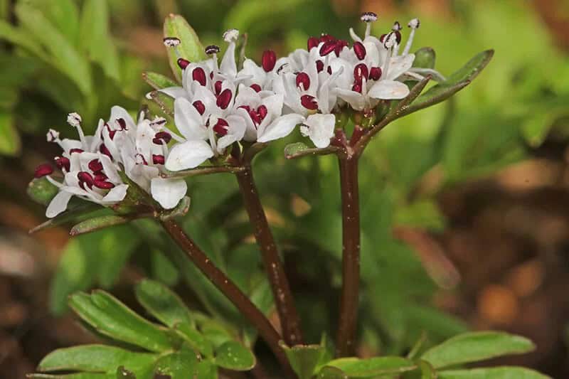 Harbinger of Spring (Erigenia Bulbosa)