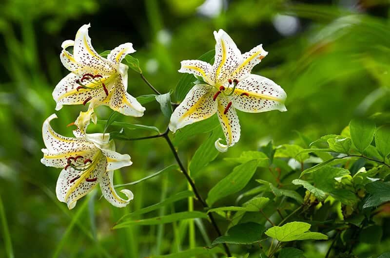 Lilium Auratum (Golden-Rayed Lily)