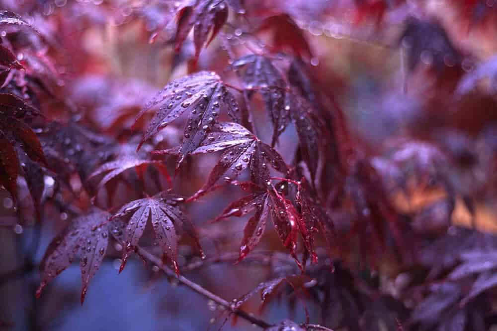 Bloodgood Japanese Maple (Acer palmatum atropurpureum ‘Bloodgood’)