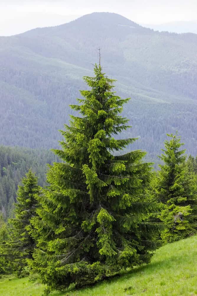 Norway Spruce (Picea abies)