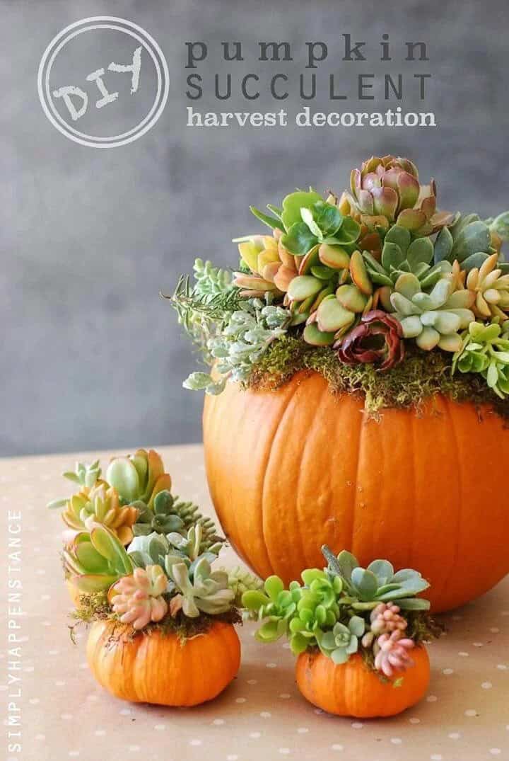 Succulents Stand Out Against Orange