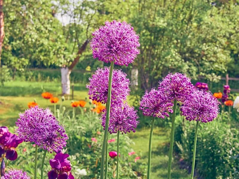 Ornamental Onion (Allium Giganteum)