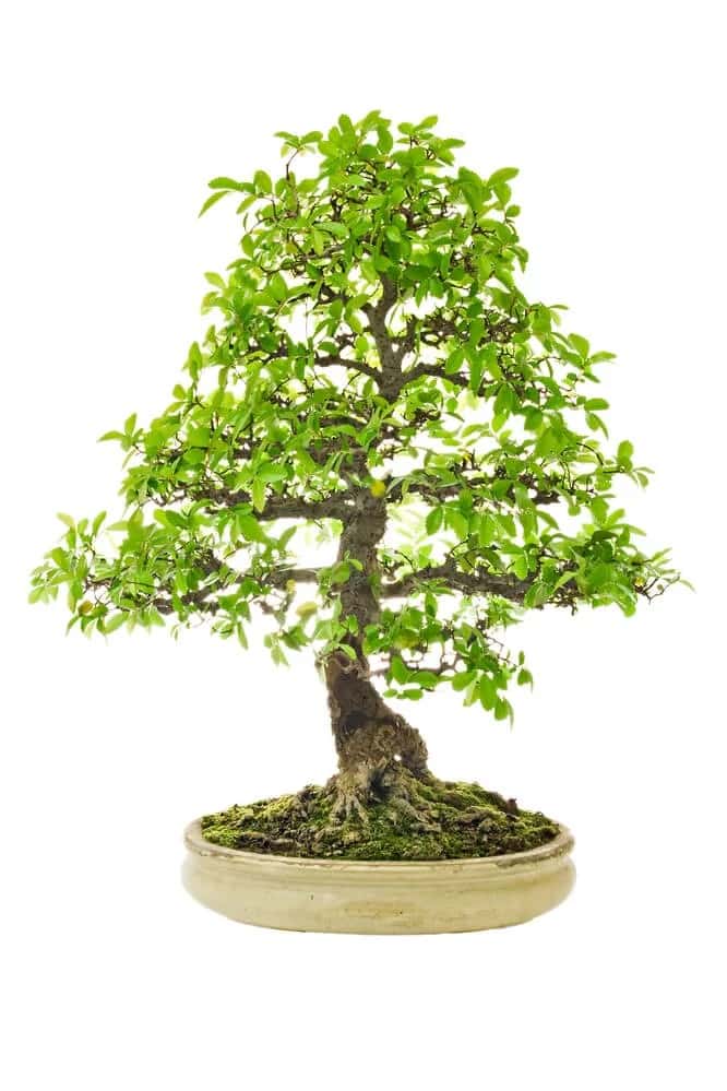 Chinese Elm (Ulmus parvifolia)