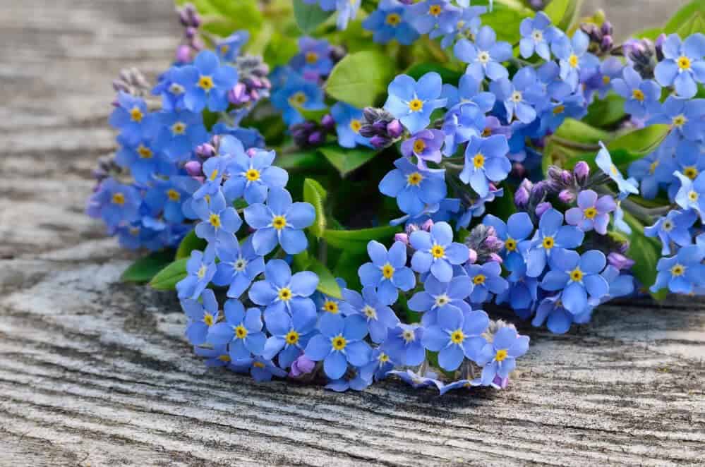 Forget-Me-Not (Myosotis)